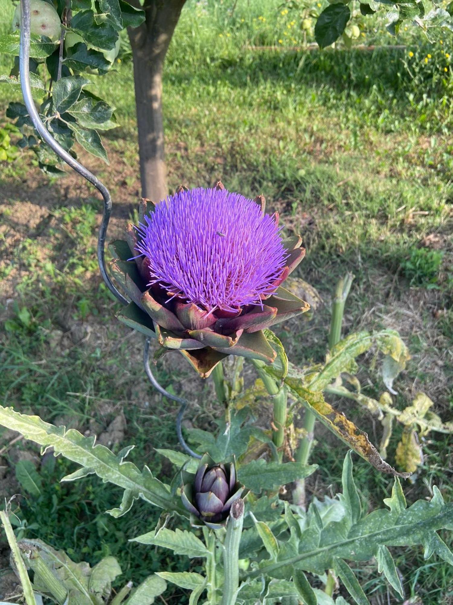 Agriturismo I Tassoni Villa Pavullo nel Frignano Esterno foto